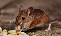 24 Hour & Emergency Exterminators in Sweetwater, NJ